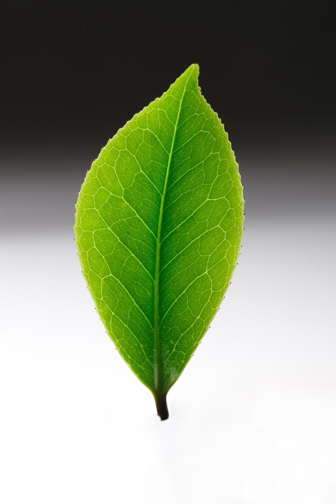 Photoshop合成创意的树叶中的茶山图片合成教程