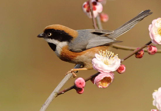 动画图片,Photoshop制作小鸟张嘴鸣叫动画图片
