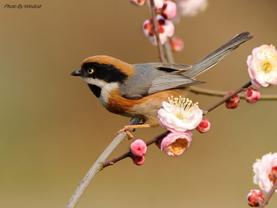 动画图片,Photoshop制作小鸟张嘴鸣叫动画图片