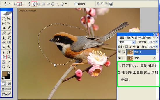 动画图片,Photoshop制作小鸟张嘴鸣叫动画图片