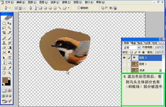 动画图片,Photoshop制作小鸟张嘴鸣叫动画图片