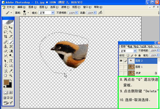 动画图片,Photoshop制作小鸟张嘴鸣叫动画图片
