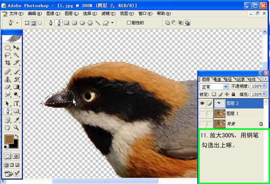 动画图片,Photoshop制作小鸟张嘴鸣叫动画图片