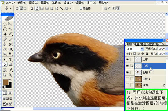 动画图片,Photoshop制作小鸟张嘴鸣叫动画图片