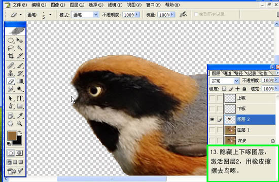 动画图片,Photoshop制作小鸟张嘴鸣叫动画图片