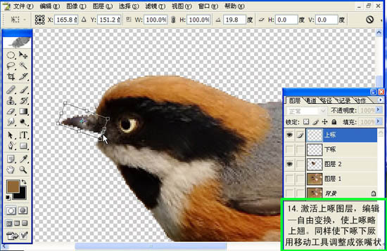 动画图片,Photoshop制作小鸟张嘴鸣叫动画图片