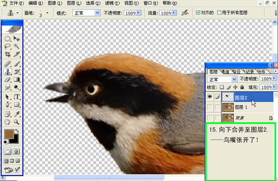 动画图片,Photoshop制作小鸟张嘴鸣叫动画图片