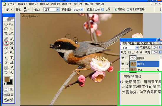 动画图片,Photoshop制作小鸟张嘴鸣叫动画图片