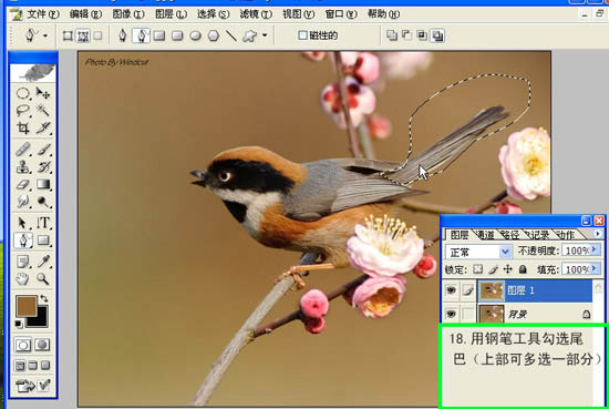 动画图片,Photoshop制作小鸟张嘴鸣叫动画图片
