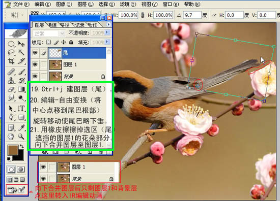 动画图片,Photoshop制作小鸟张嘴鸣叫动画图片