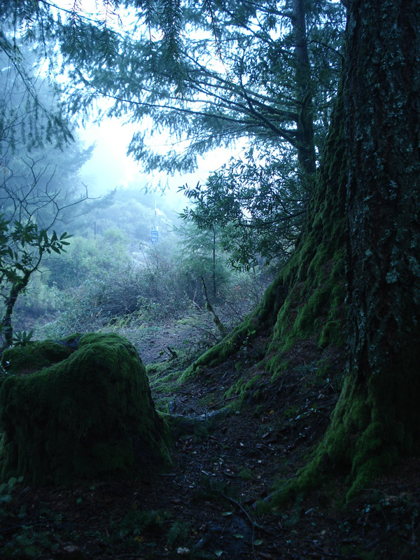 Photoshop合成梦幻森林中的童话世界图片教程