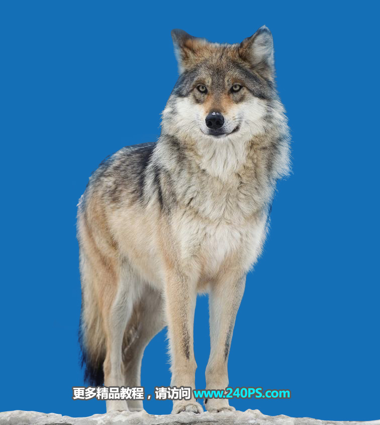 Photoshop抠出毛茸茸的雪中灰狼图片抠图教程