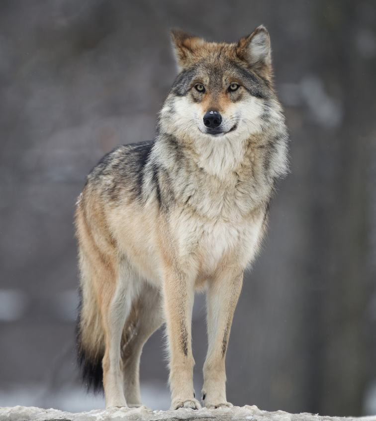 Photoshop抠出毛茸茸的雪中灰狼图片抠图教程