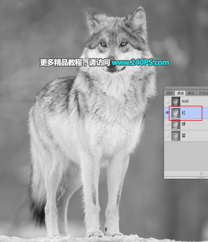Photoshop抠出毛茸茸的雪中灰狼图片抠图教程