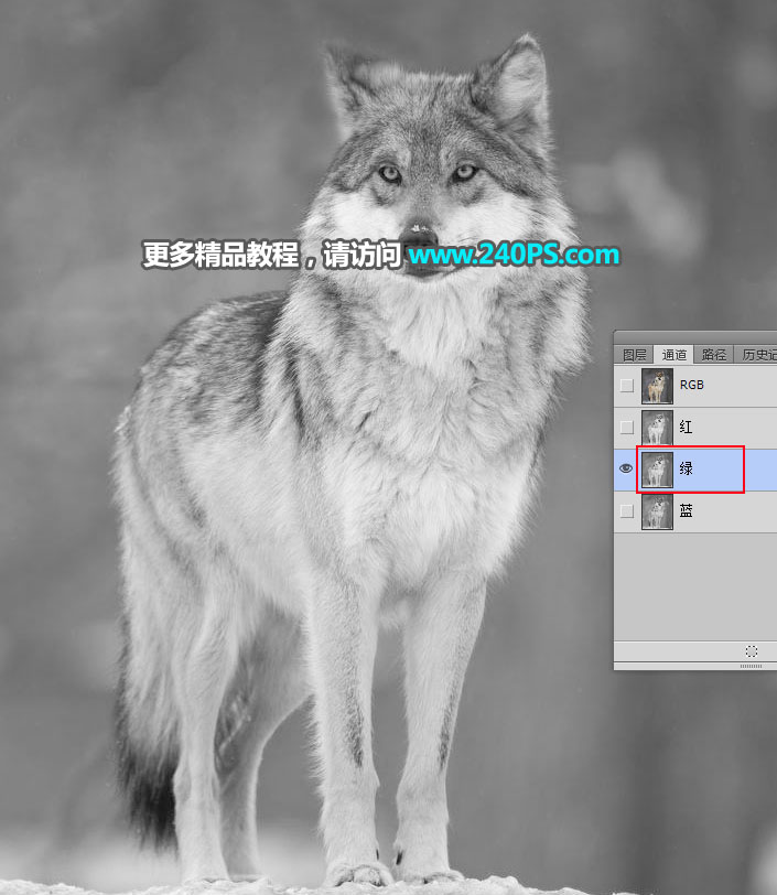 Photoshop抠出毛茸茸的雪中灰狼图片抠图教程