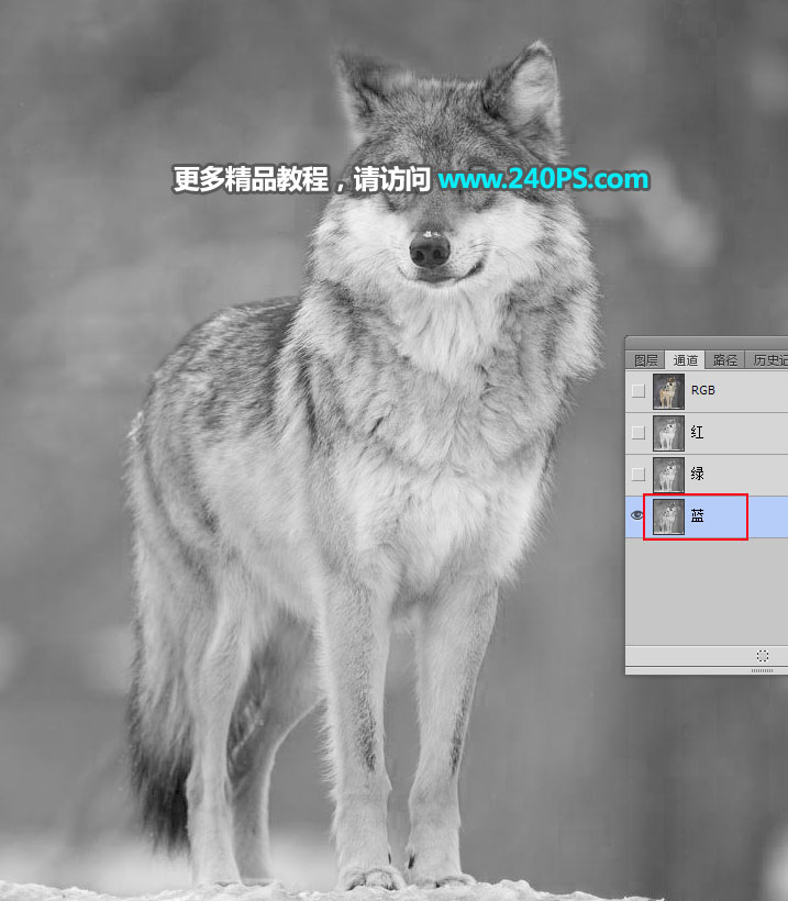 Photoshop抠出毛茸茸的雪中灰狼图片抠图教程
