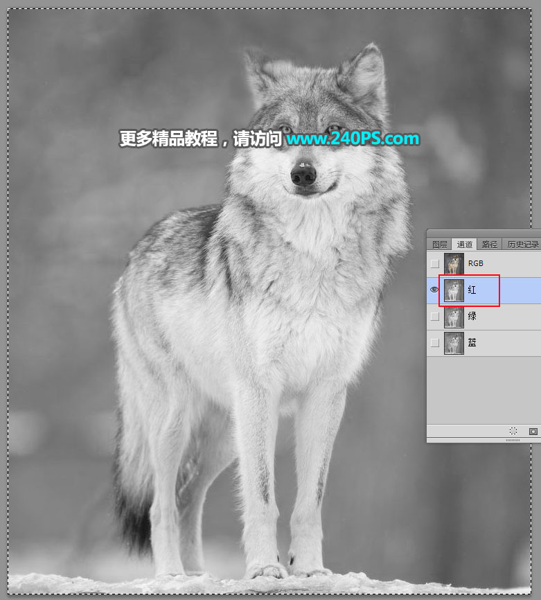 Photoshop抠出毛茸茸的雪中灰狼图片抠图教程
