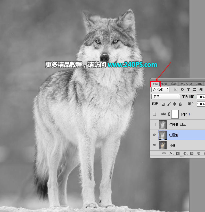 Photoshop抠出毛茸茸的雪中灰狼图片抠图教程