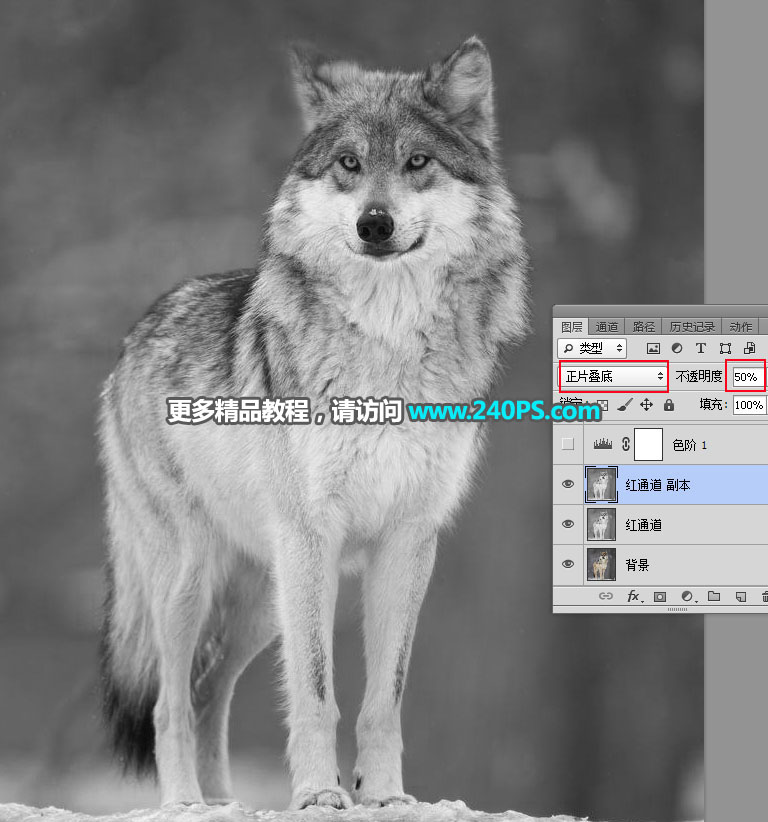 Photoshop抠出毛茸茸的雪中灰狼图片抠图教程