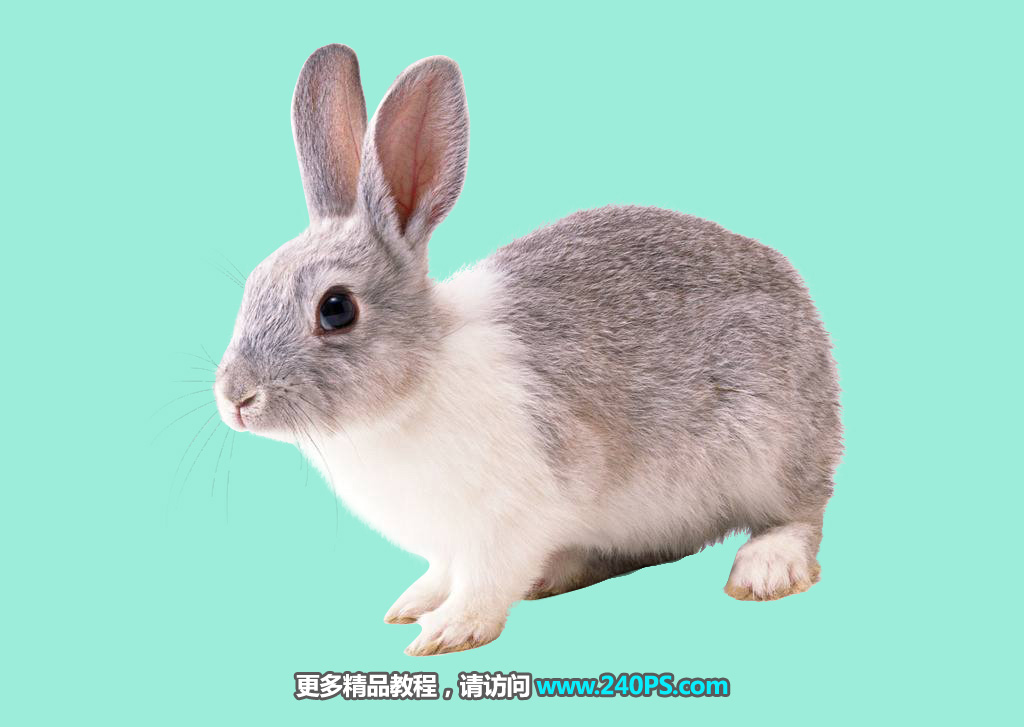 Photoshop使用钢笔和通道抠出兔子教程