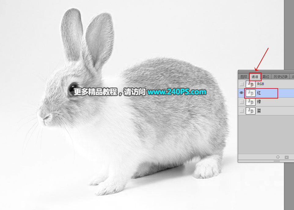 Photoshop使用钢笔和通道抠出兔子教程