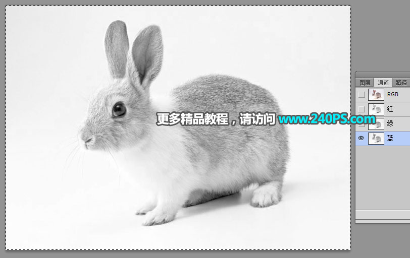 Photoshop使用钢笔和通道抠出兔子教程