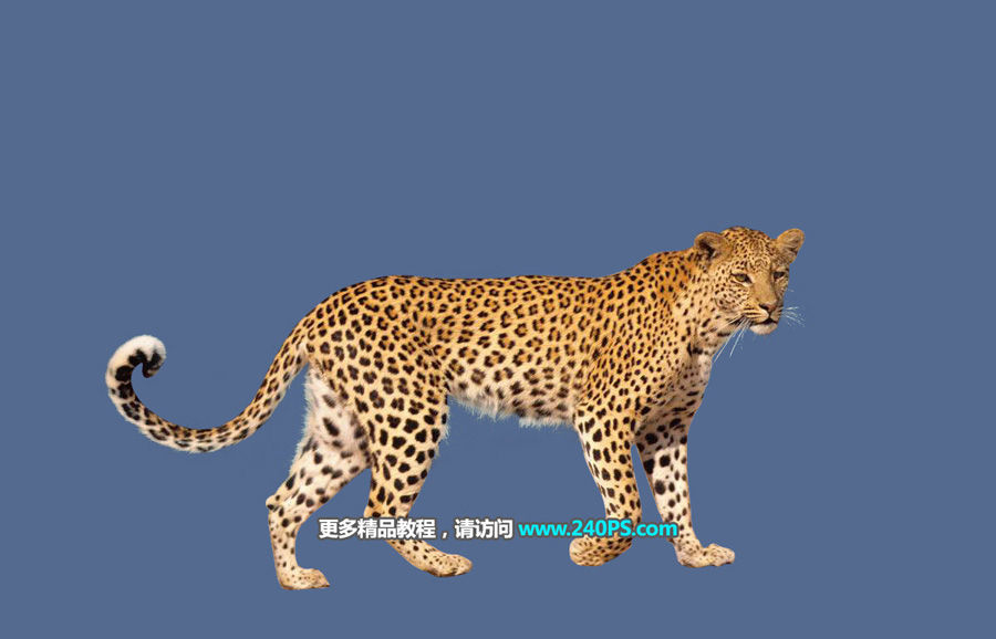 巧用Photoshop通道工具快速抠出豹子图像抠图教程