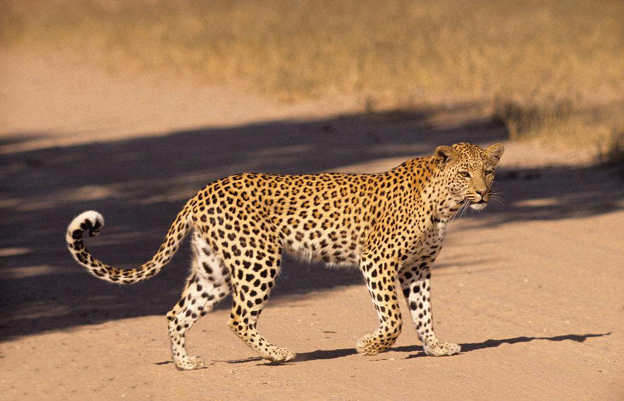 巧用Photoshop通道工具快速抠出豹子图像抠图教程