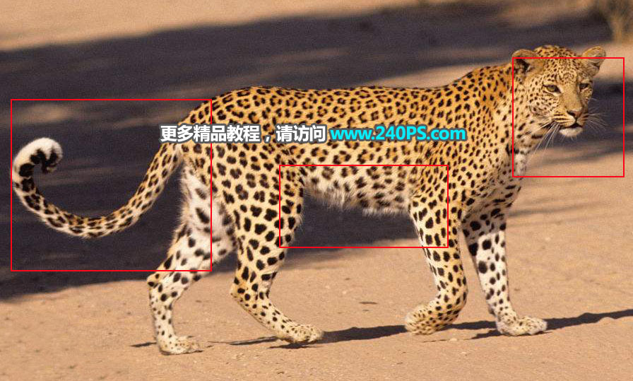 巧用Photoshop通道工具快速抠出豹子图像抠图教程