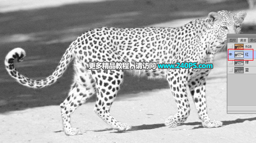 巧用Photoshop通道工具快速抠出豹子图像抠图教程