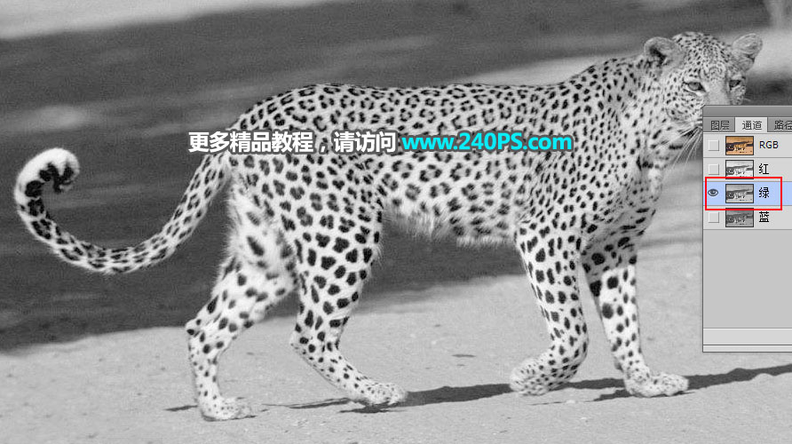 巧用Photoshop通道工具快速抠出豹子图像抠图教程