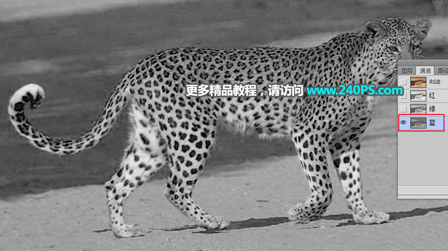 巧用Photoshop通道工具快速抠出豹子图像抠图教程