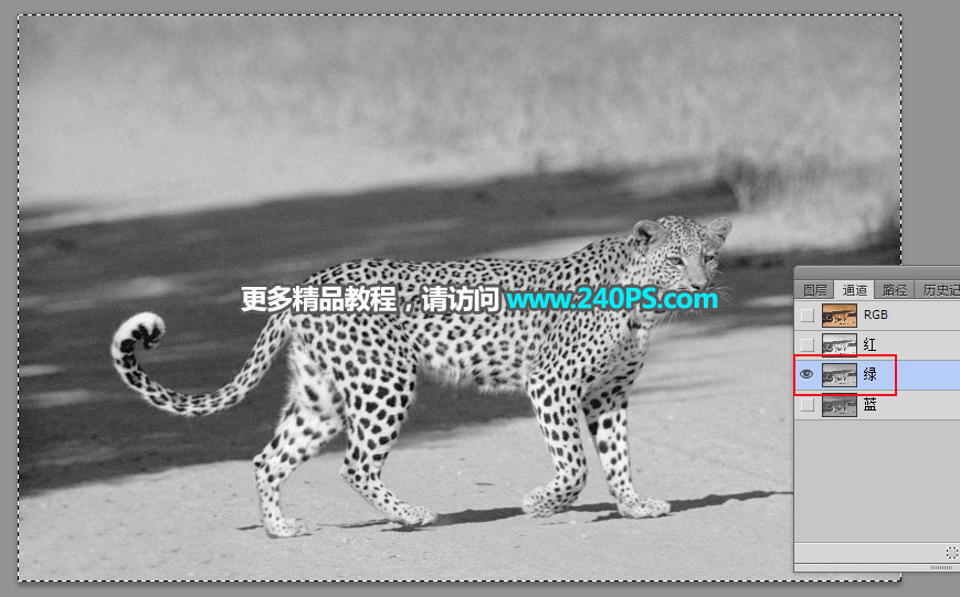 巧用Photoshop通道工具快速抠出豹子图像抠图教程