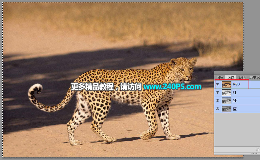 巧用Photoshop通道工具快速抠出豹子图像抠图教程