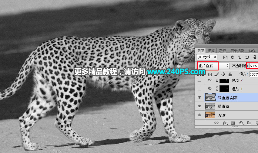 巧用Photoshop通道工具快速抠出豹子图像抠图教程