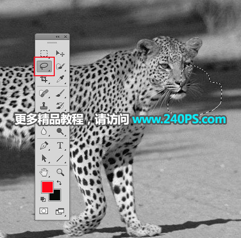 巧用Photoshop通道工具快速抠出豹子图像抠图教程
