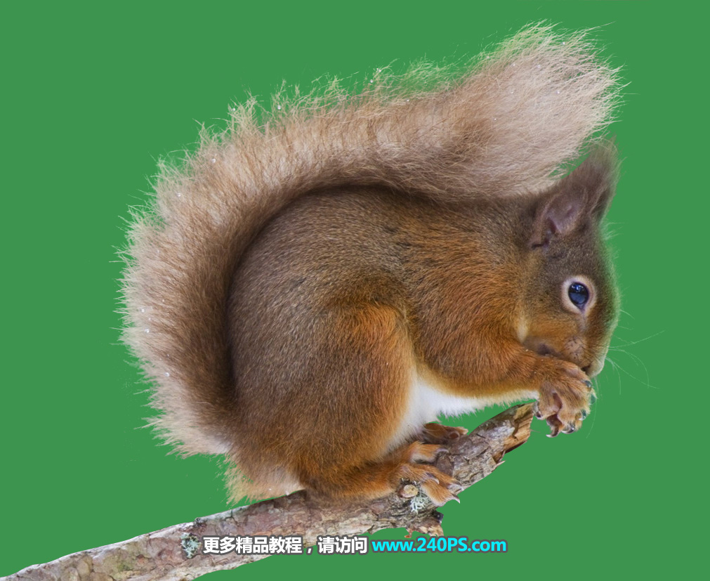 Photoshop通道抠图快速抠出毛茸茸的小松鼠图片