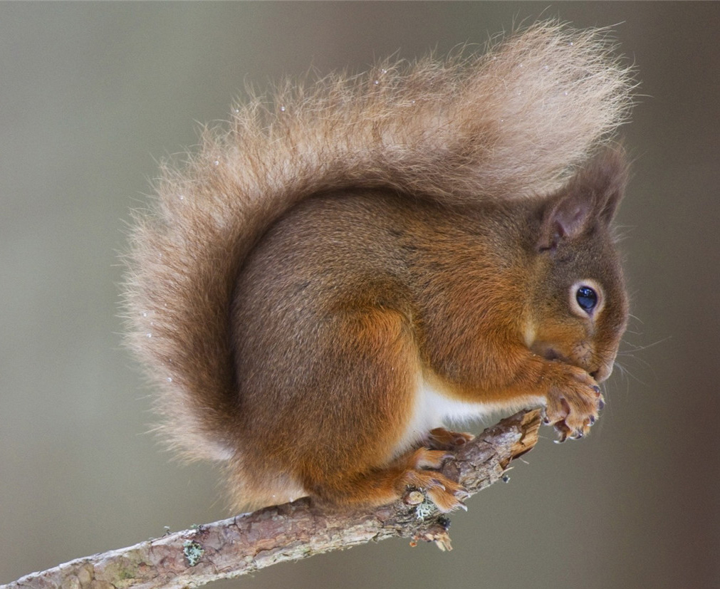 Photoshop通道抠图快速抠出毛茸茸的小松鼠图片