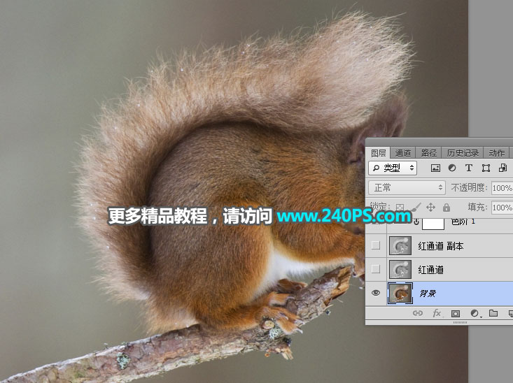 Photoshop通道抠图快速抠出毛茸茸的小松鼠图片