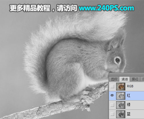 Photoshop通道抠图快速抠出毛茸茸的小松鼠图片