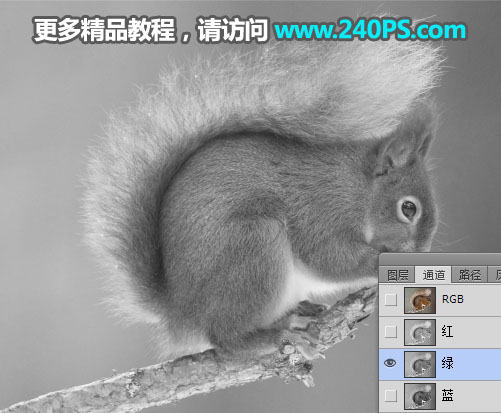 Photoshop通道抠图快速抠出毛茸茸的小松鼠图片