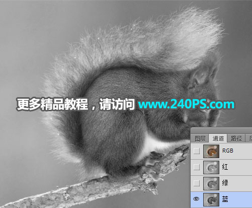 Photoshop通道抠图快速抠出毛茸茸的小松鼠图片