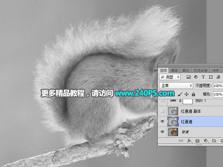 Photoshop通道抠图快速抠出毛茸茸的小松鼠图片