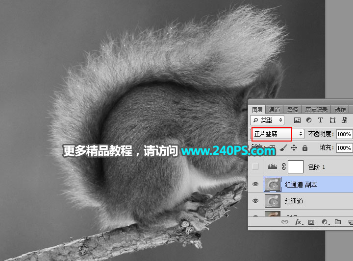 Photoshop通道抠图快速抠出毛茸茸的小松鼠图片