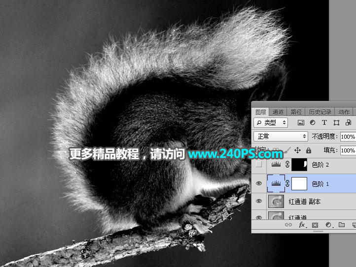 Photoshop通道抠图快速抠出毛茸茸的小松鼠图片
