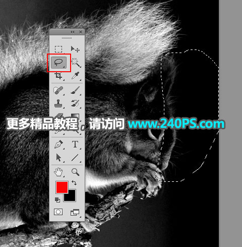 Photoshop通道抠图快速抠出毛茸茸的小松鼠图片