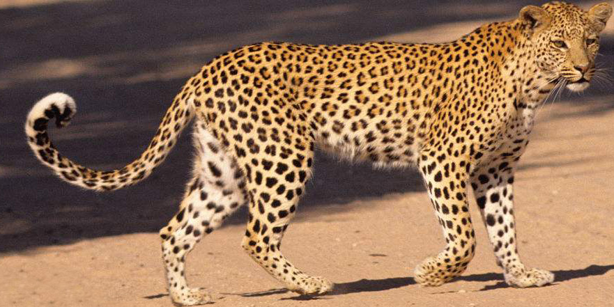 Photoshop制作花豹照片唯美二次曝光效果合成教程