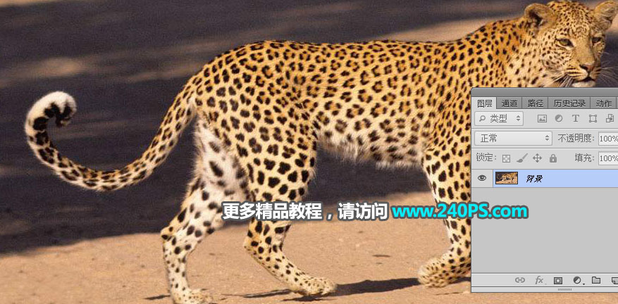 Photoshop制作花豹照片唯美二次曝光效果合成教程